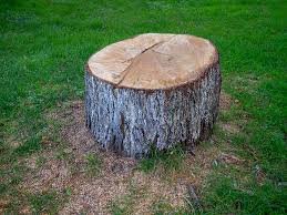 Best Commercial Tree Services  in Selah, WA